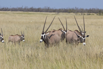 Oryxantilopen