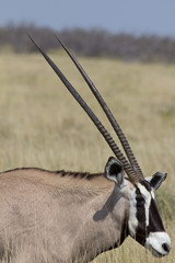 Portrait einer Oryxantilope