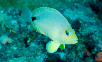 Fototapeta na wymiar Hamlet Masło unoszące się nad rafą koralową.