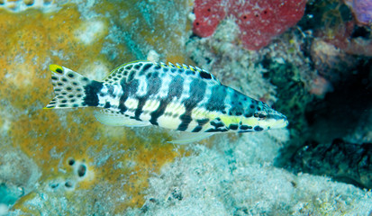 A Harlequin Bass hovering over a coral reef.