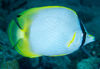 A Spotfin Butterflyfish hovering over a coral reef.