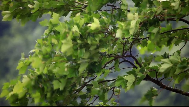 Green leaves in the wind, hd