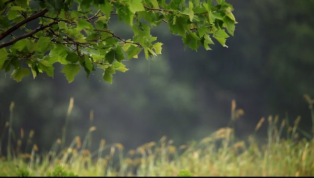 Summer rain background with green leaves, hd