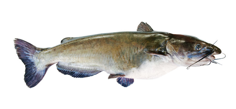 Flathead catfish, isolated on white background