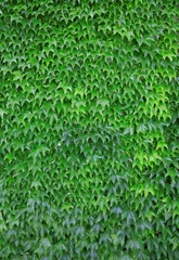 Outdoor-Kissen Grünes Blatt Hintergrund © krasyuk