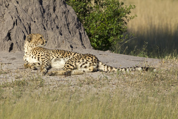 Gepard