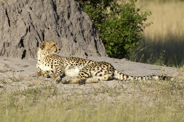 Gepard