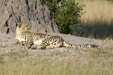 Gepard