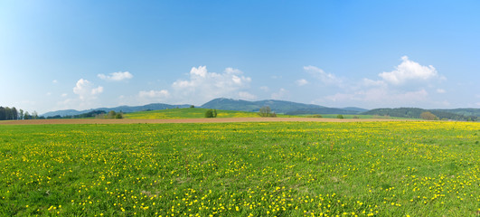 Panorama of fresh green meadows