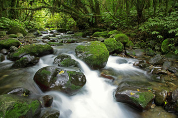 Obraz premium Water flowing between moss covered rocks in stream. Green tropical forest jungle