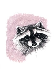 Ink drawing of a raccoon