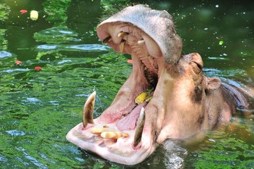 hippopotamus show