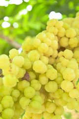 Tropical Fruit ,Thai native fruit name in thai is 