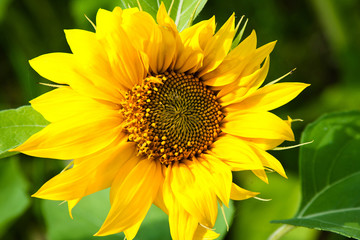 Sunflower fields