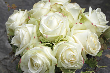 Weisse Rosen