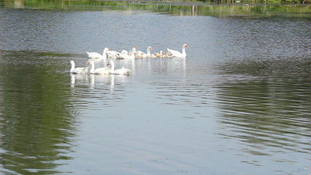 white geese family swimming