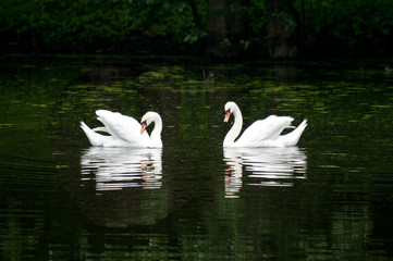 Obraz premium pair of swan on the lake in a forest