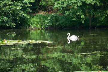 swan sailing on the lake in a forest