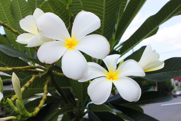 White Champa flowers in Bangkok, Thailand.