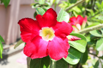 Pink Chuanchom flower in Bangkok, Thailand.