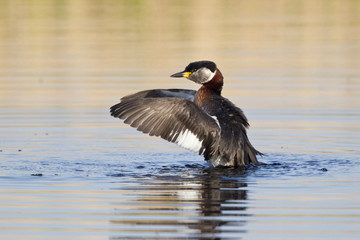 Fototapeta premium Rothalstaucher