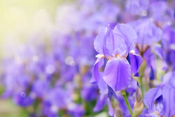 Deurstickers Iris Paarse iris
