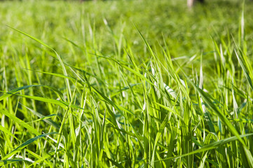 The grass shined by the sun, close up