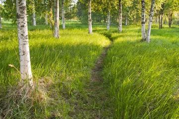 Tuinposter Zonovergoten pad in het berkenbos © Igor Sokolov