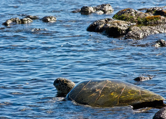 Fototapeta premium Swimming Turtle