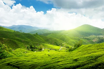 Fototapeten Teeplantage Cameron Highlands, Malaysia © Iakov Kalinin