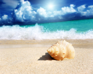Obraz na płótnie Canvas seashell on the beach (shallow DOF)
