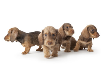 Wire-haired dachshund puppies © Picture Partners