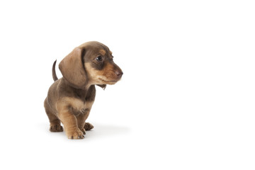 Wire-haired dachshund puppy © Picture Partners