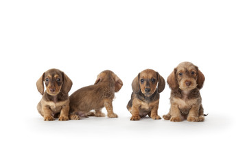 Dachshund puppies on white background © Picture Partners