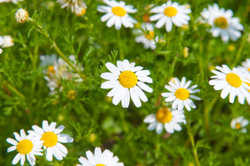 Fototapeta na wymiar Field of beautiful white daisy wheels
