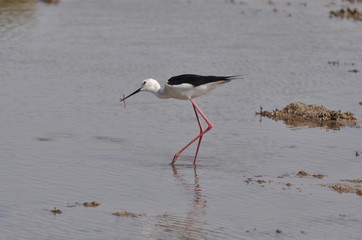 échasse blanche