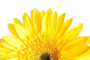 Yellow gerber flower on white background