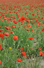 champ de coquelicots