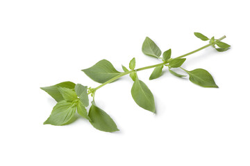 Twig of lemon basil