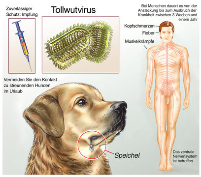 Tollwutvirus.Ohne Impfung verl&auml;uft die Tollwut t&ouml;dlich