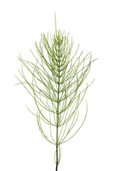 Twig of Field Horsetail