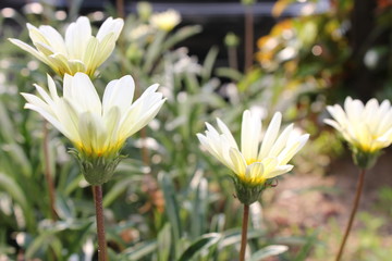 白いデイジー