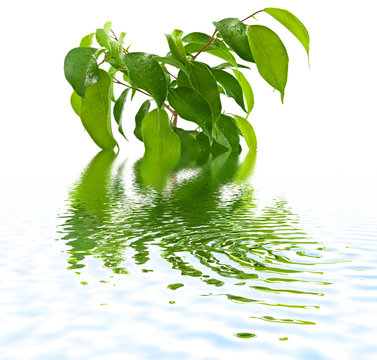 ficus