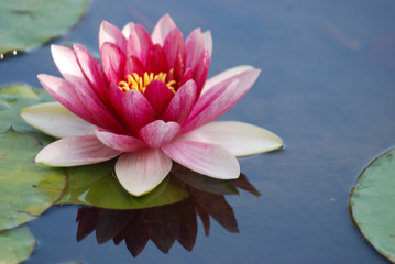 FLOR, ACUÁTICO, AGUA, FLORECER