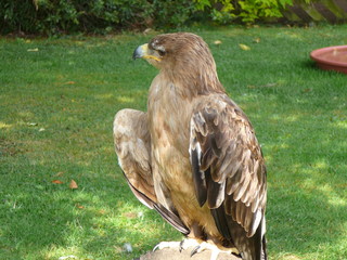 tawny eagle on block