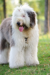 Old English sheepdog