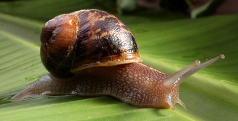 escargot