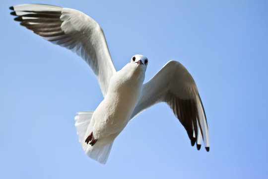 Möwe am blauen Himmel II