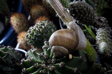 Snail on cactus