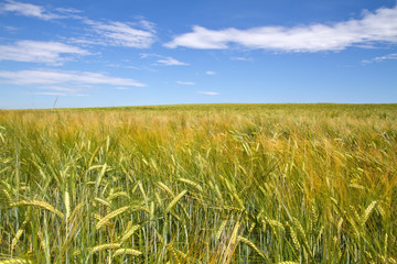 Gerstenfeld (Hordeum) in Bayern
